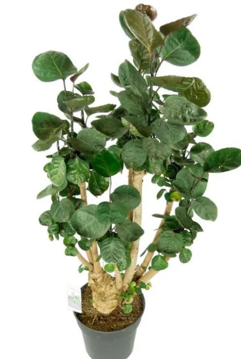 Aralia Fabian - Polyscias