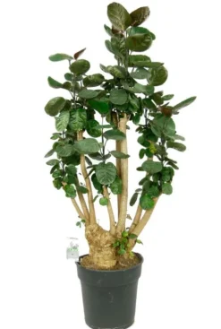 Aralia Fabian - Polyscias