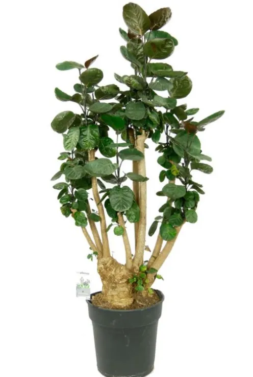 Aralia Fabian - Polyscias