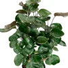 Aralia Fabian - Polyscias