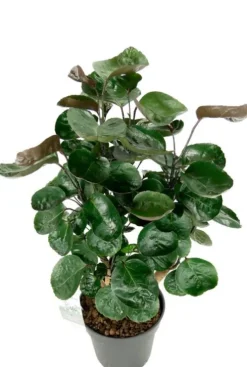 Aralia Fabian - Polyscias