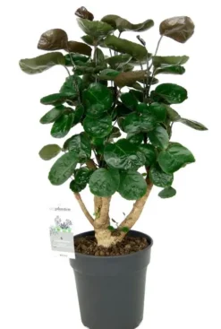 Aralia Fabian - Polyscias