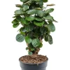 Aralia Fabian - Polyscias