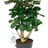 Aralia Fabian - Polyscias