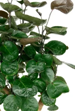 Aralia Fabian - Polyscias