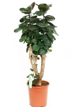 Aralia Fabian - Polyscias