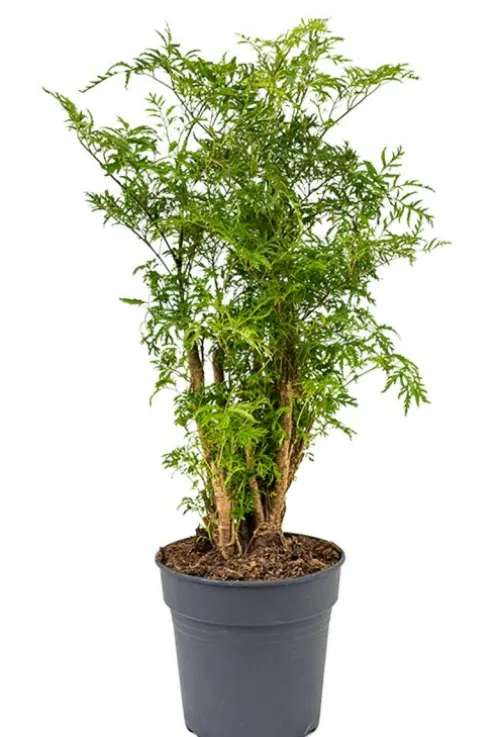 Aralia Ming - Polyscias