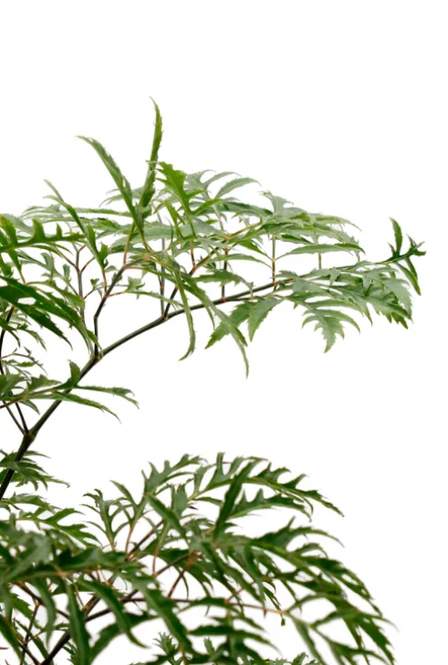 Aralia Ming - Polyscias
