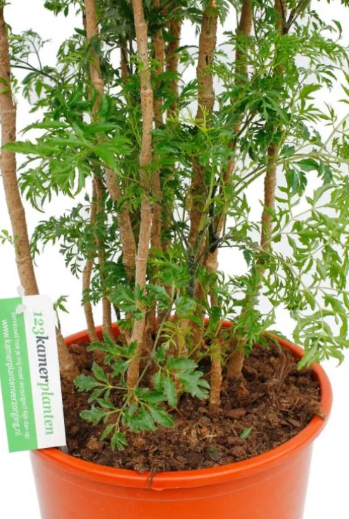 Aralia Ming - Polyscias