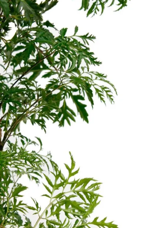 Aralia Ming - Polyscias