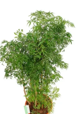 Aralia Ming - Polyscias