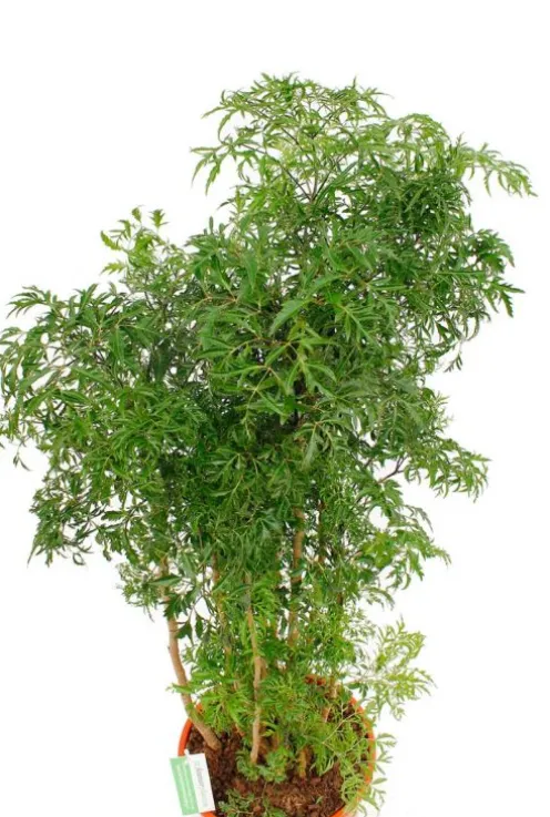 Aralia Ming - Polyscias