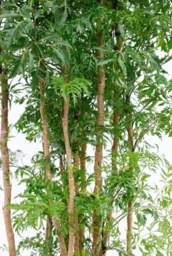 Aralia Ming - Polyscias