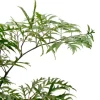 Aralia Ming - Polyscias