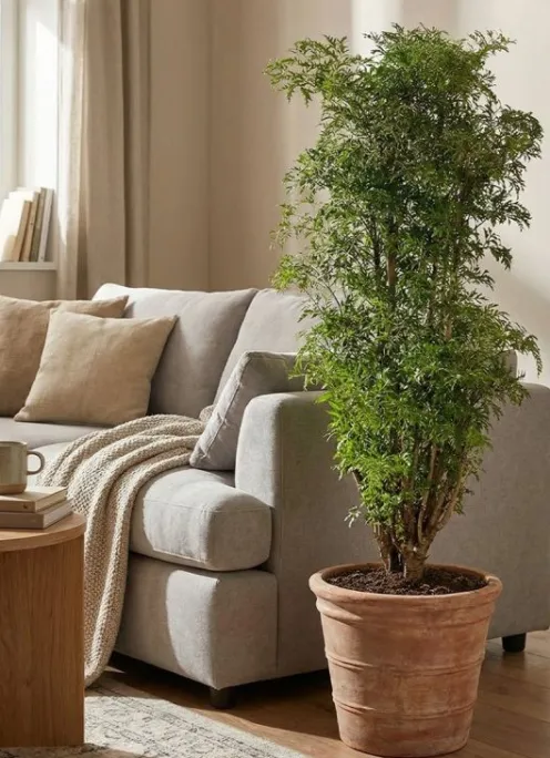 Aralia Ming - Polyscias