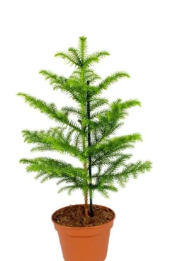 Araucaria Heterophylla - Kamerden