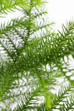 Araucaria Heterophylla - Kamerden