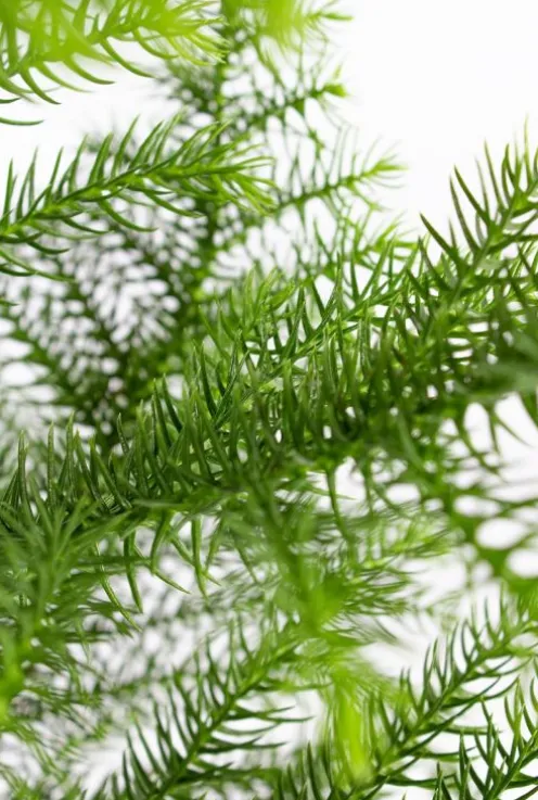 Araucaria Heterophylla - Kamerden