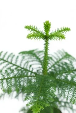 Araucaria Heterophylla - Kamerden