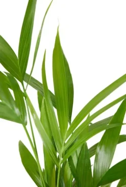 Areca Dypsis Lutescens - Goudpalm