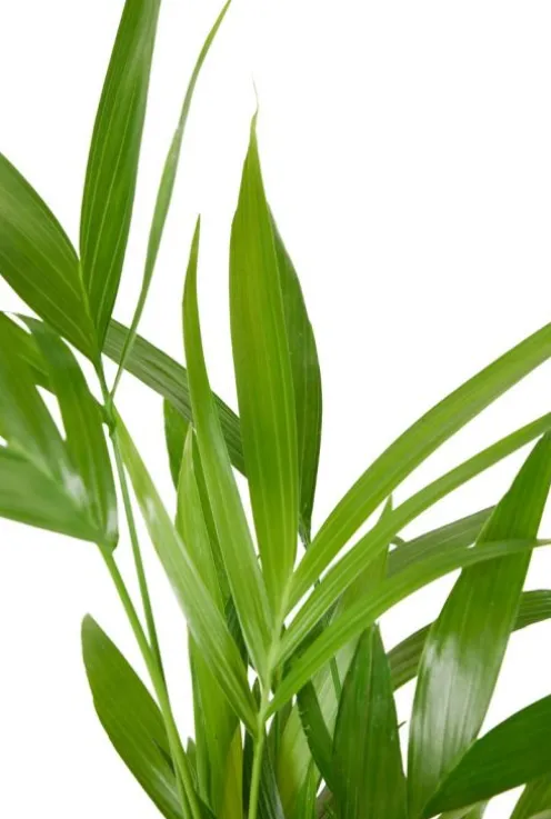 Areca Dypsis Lutescens - Goudpalm