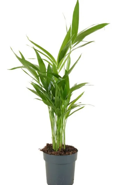 Areca Dypsis Lutescens - Goudpalm