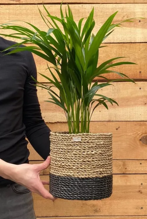 Areca - Goudpalm