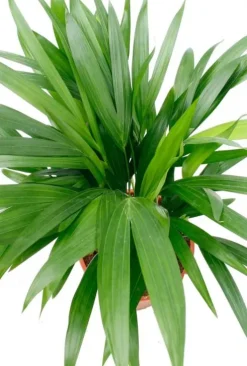 Areca - Goudpalm