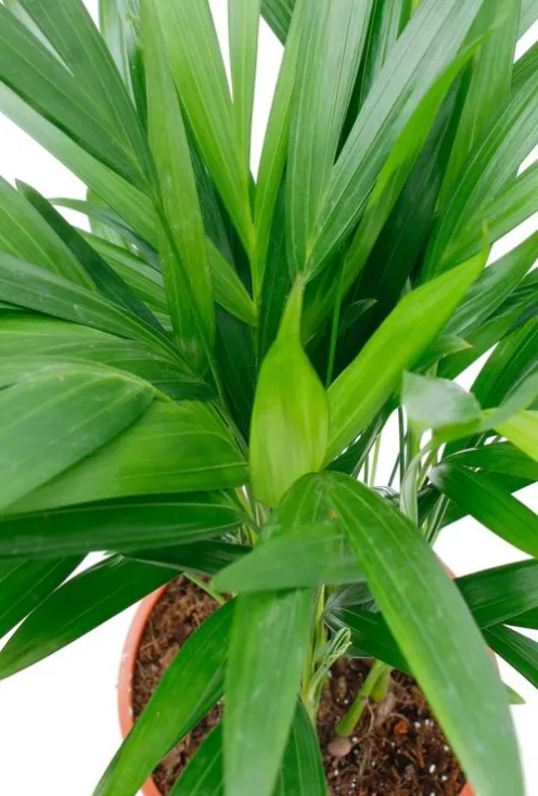 Areca - Goudpalm