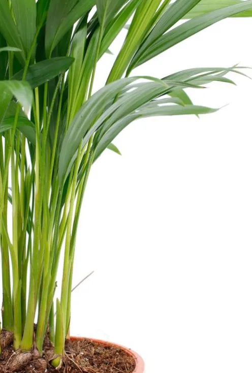 Areca - Goudpalm