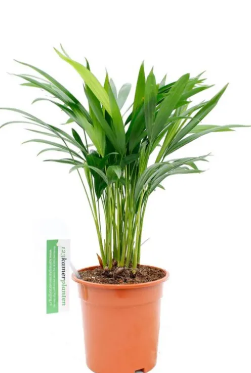 Areca - Goudpalm