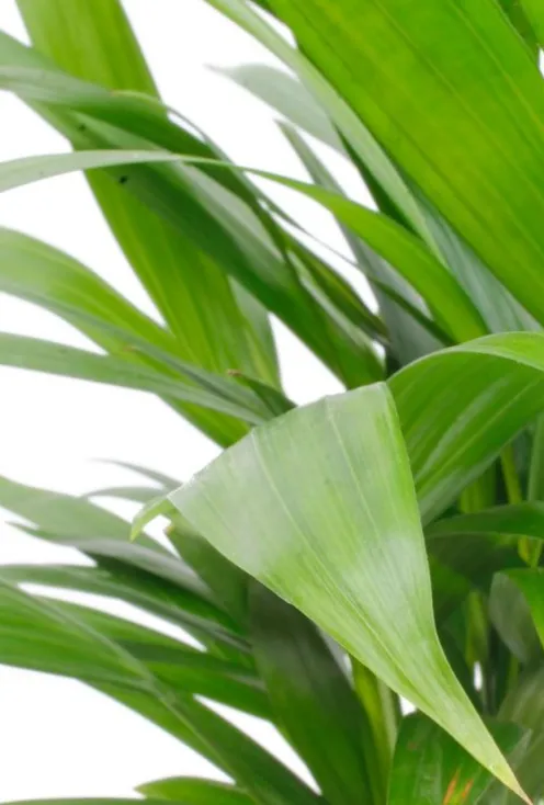 Areca - Goudpalm