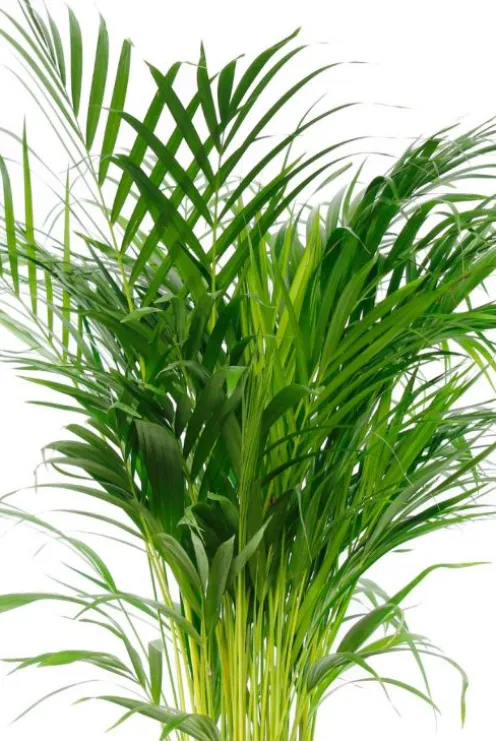 Areca - Goudpalm
