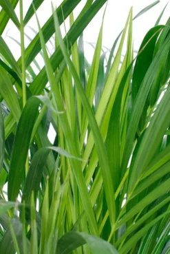 Areca - Goudpalm