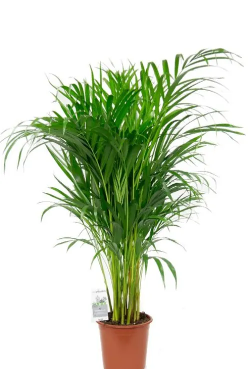 Areca - Goudpalm
