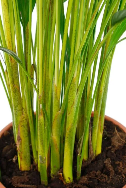 Areca - Goudpalm