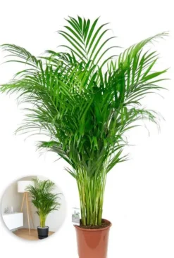 Areca - Goudpalm