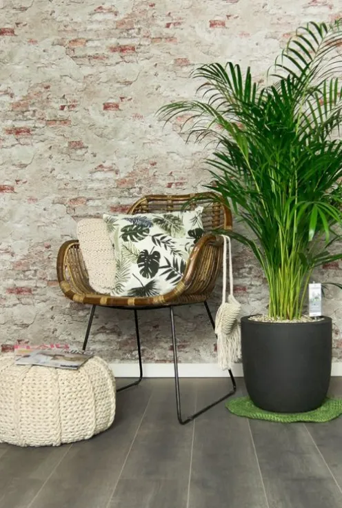 Areca - Goudpalm