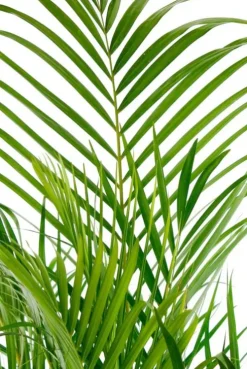 Areca - Goudpalm