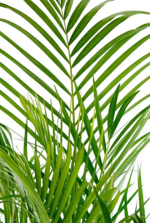 Areca - Goudpalm