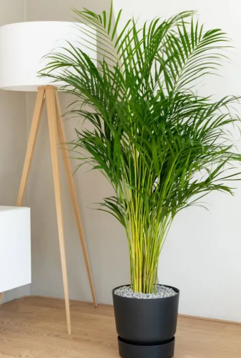 Areca - Goudpalm