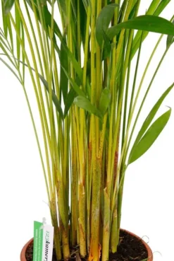 Areca - Goudpalm