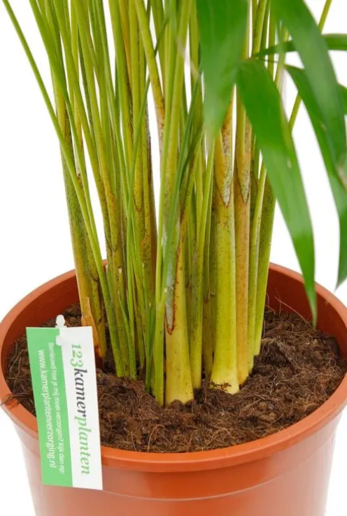 Areca - Goudpalm