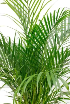 Areca - Goudpalm