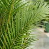 Areca - Goudpalm