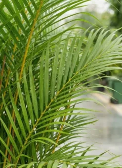 Areca - Goudpalm