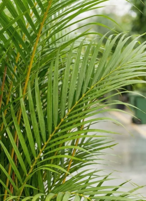 Areca - Goudpalm
