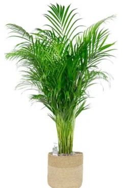 Areca in jute mand