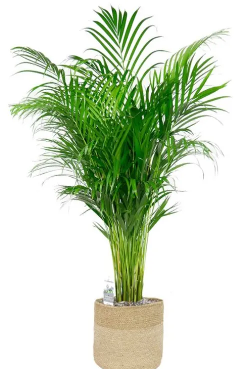 Areca in jute mand
