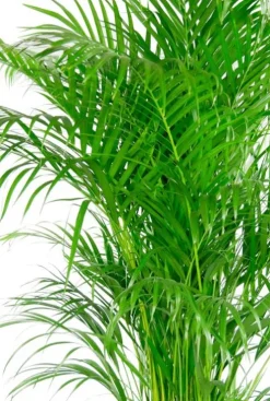 Areca in jute mand